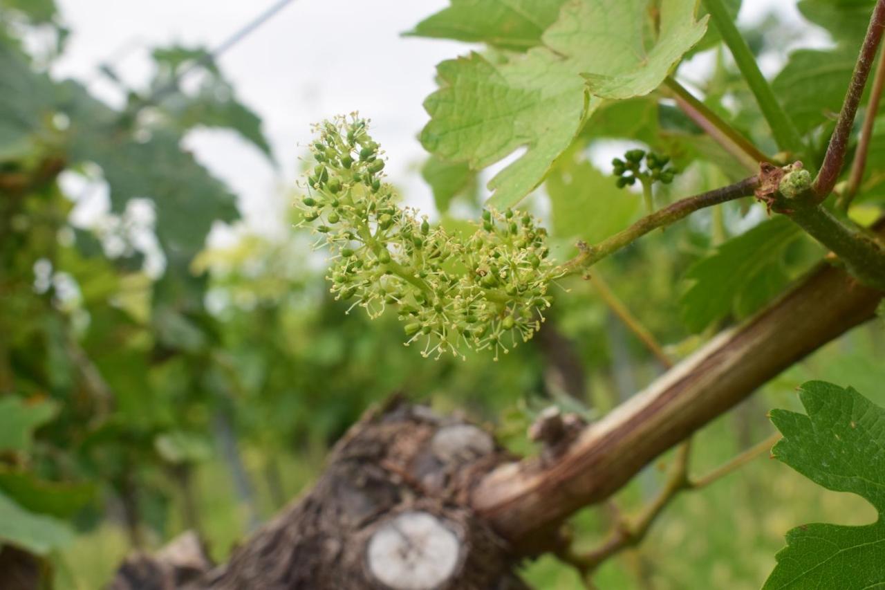 Ferienhaus & Weingut Am Steingebiss Billigheim-Ingenheim Экстерьер фото