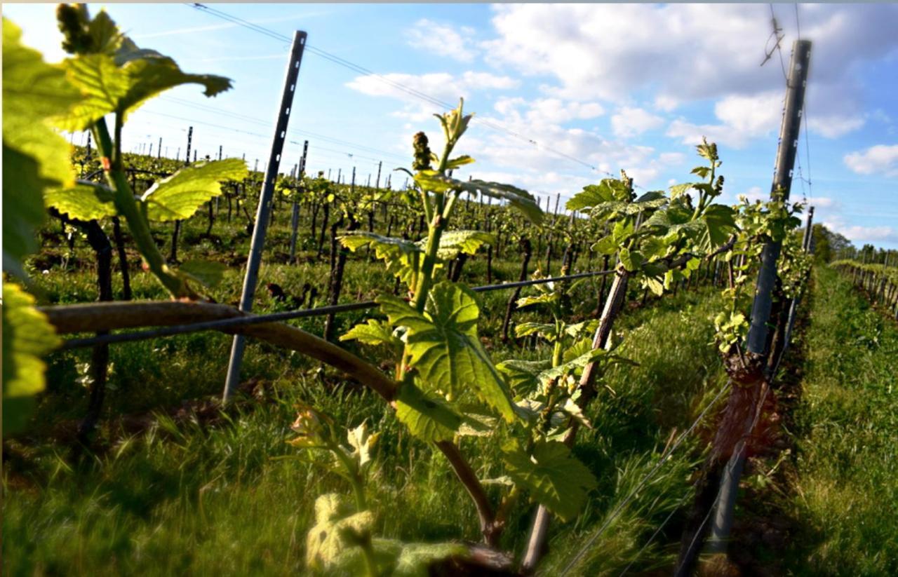 Ferienhaus & Weingut Am Steingebiss Billigheim-Ingenheim Экстерьер фото
